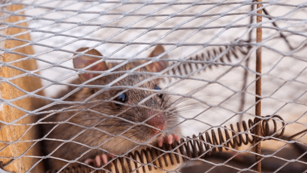 A mouse trapped in a cage.